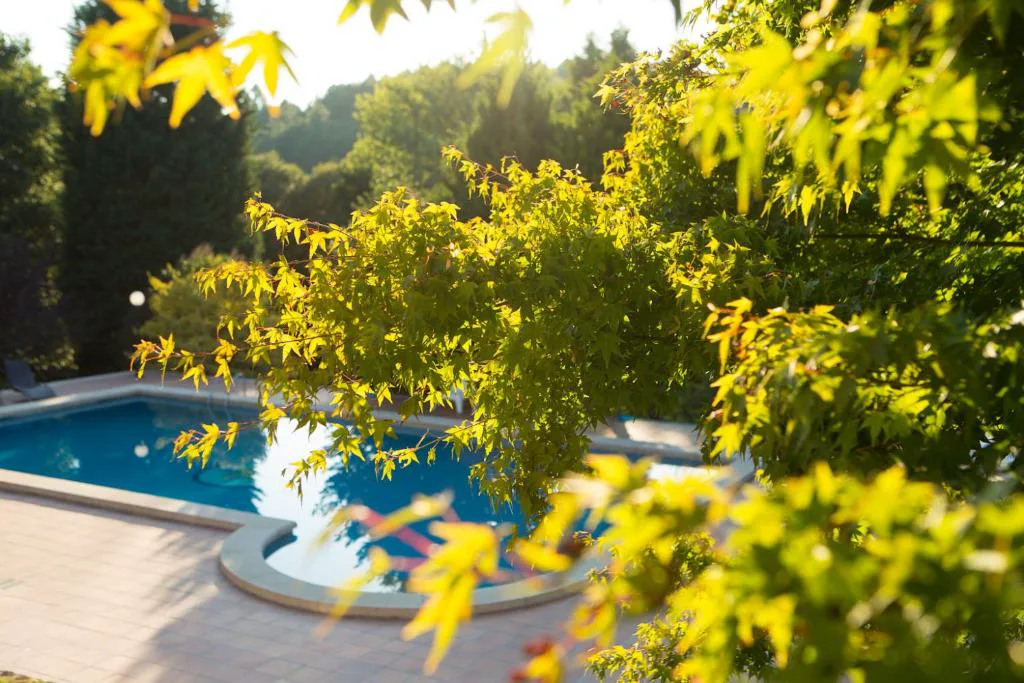 Piscina vista entre las hojas doradas de un arce japonés, Casa A Pedreira