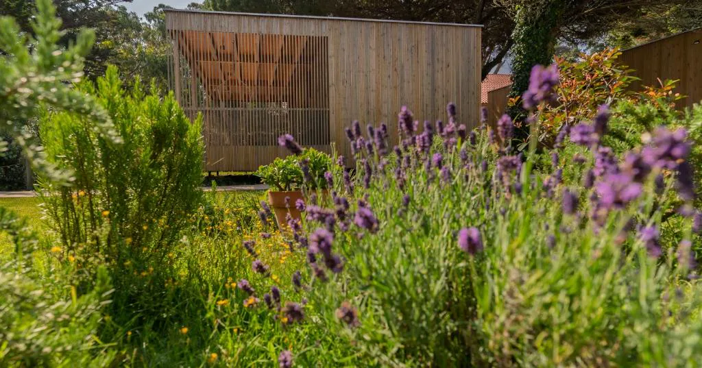 Lavanda en flor con una cabaña de madera al fondo, Cabanas Narea