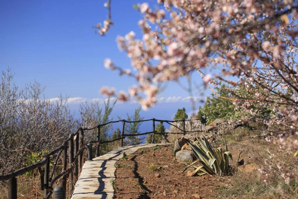 Camino entre almendros en flor con vistas al mar de nubes, cerca de Casa Rural El Refugio