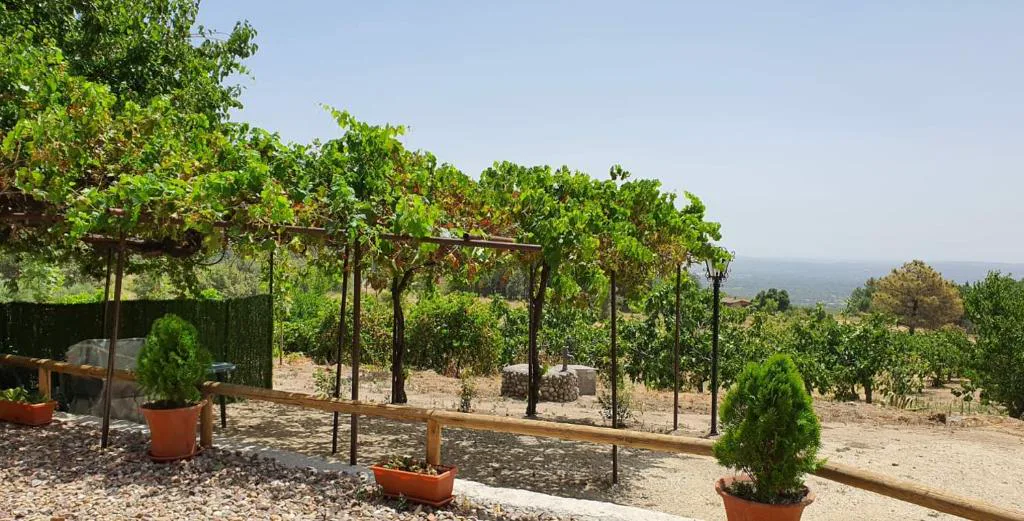 Pérgola de parra con vistas a un valle y plantas