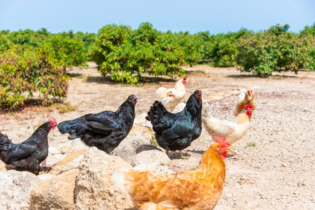 Gallinas paseando libremente entre los árboles frutales de la finca, Eco-Finca Güímar