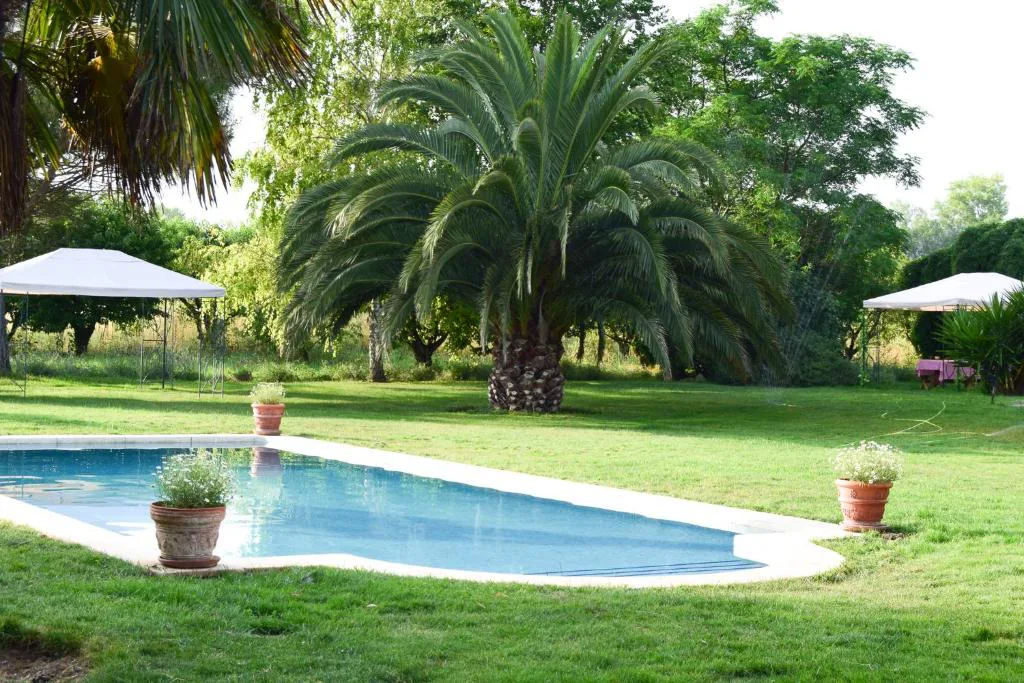 Piscina con palmera y sombrilla