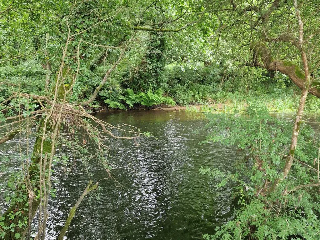 Río entre árboles junto a la finca del alojamiento, Coristanco