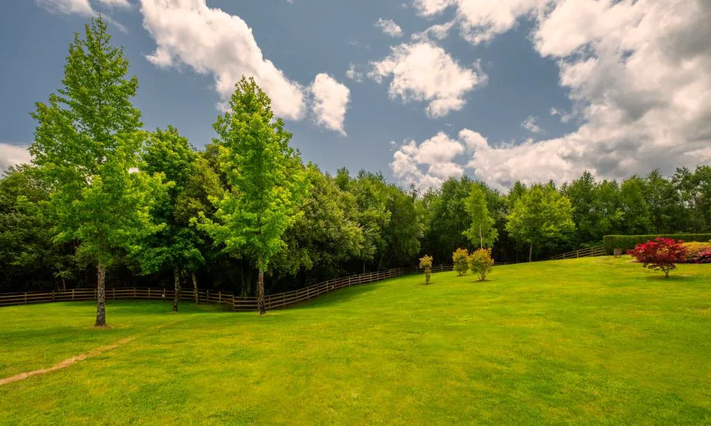 Bosque de abedules y prado junto al hotel, Hotel Spa Attica21 Vilalba