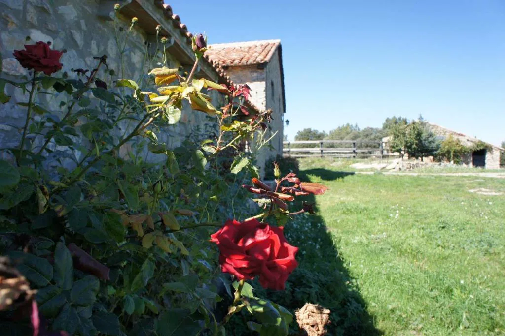 Rosales en flor junto a la casa